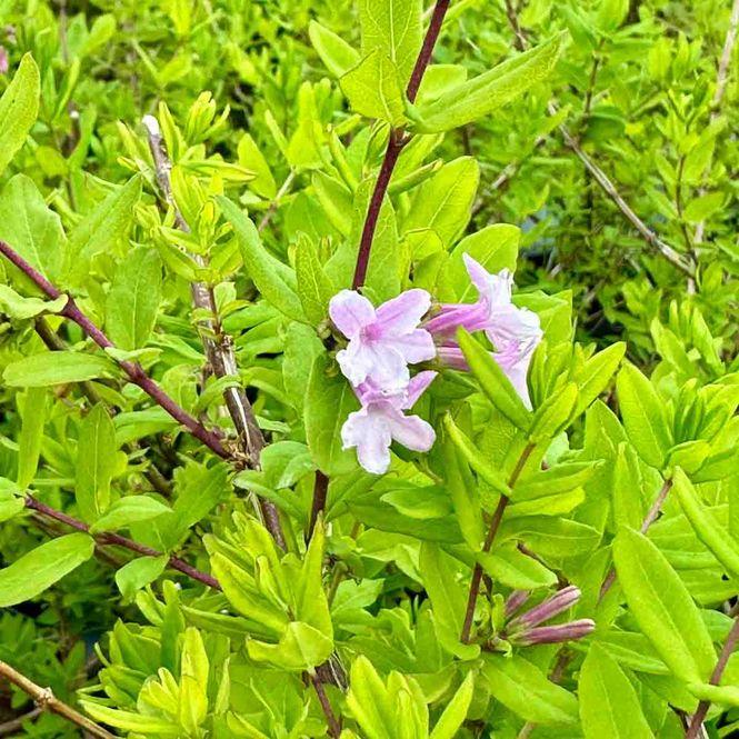 Hovedbilde Syrinkaprifol