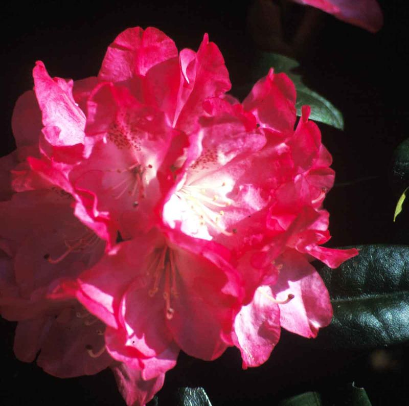 Rhododendron 'Anuschka'