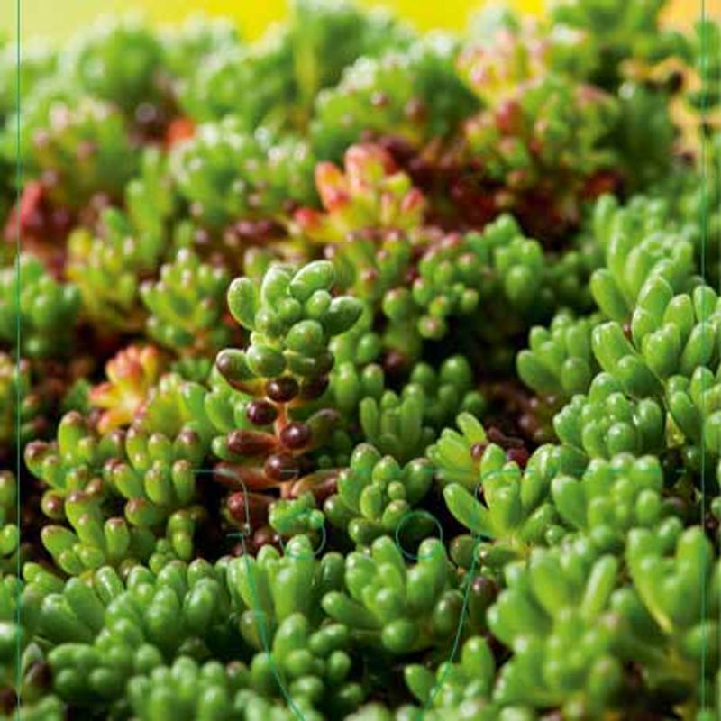 Bergknapp, Hvit- 'Coral Carpet'