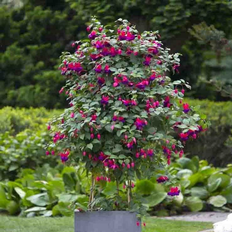 Fuchsia, Henge-