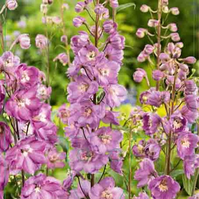 Hovedbilde Ridderspore, Prakt-  'Astolat'