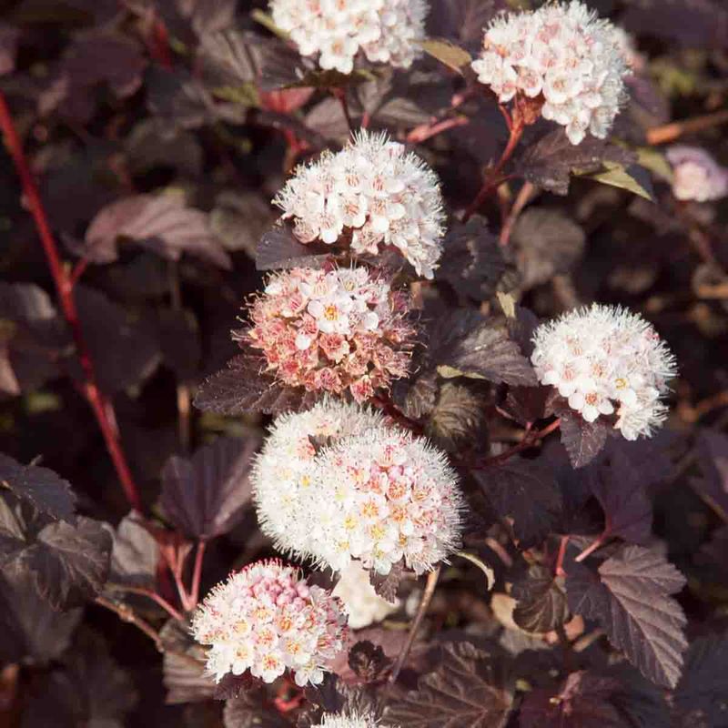 Solblærespirea 'Lady in Red'