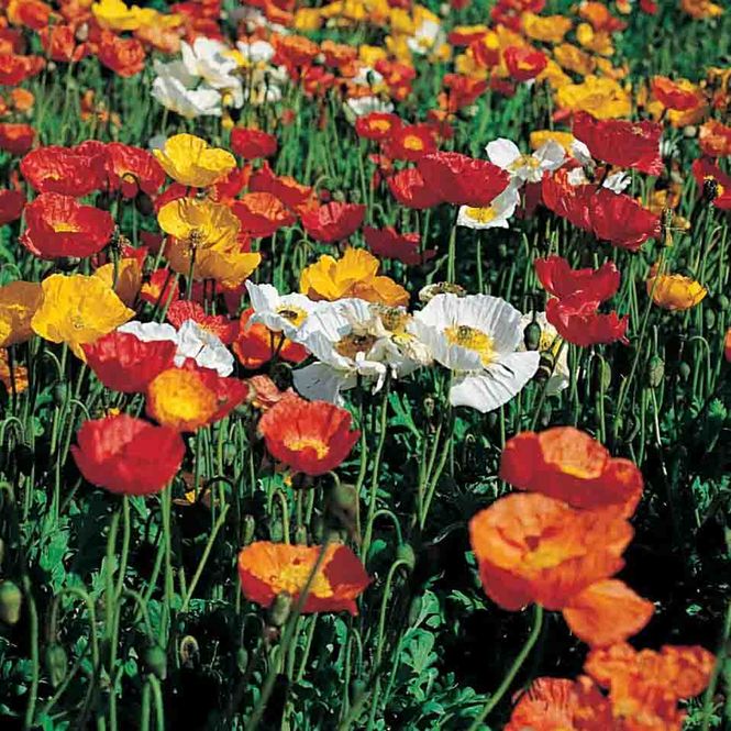 Hovedbilde Valmue, Sibir- 'Gartenzwerg'