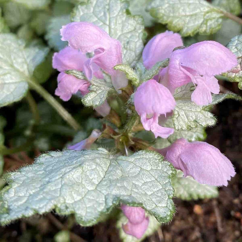 Flekktvetann 'Pink Pewter'