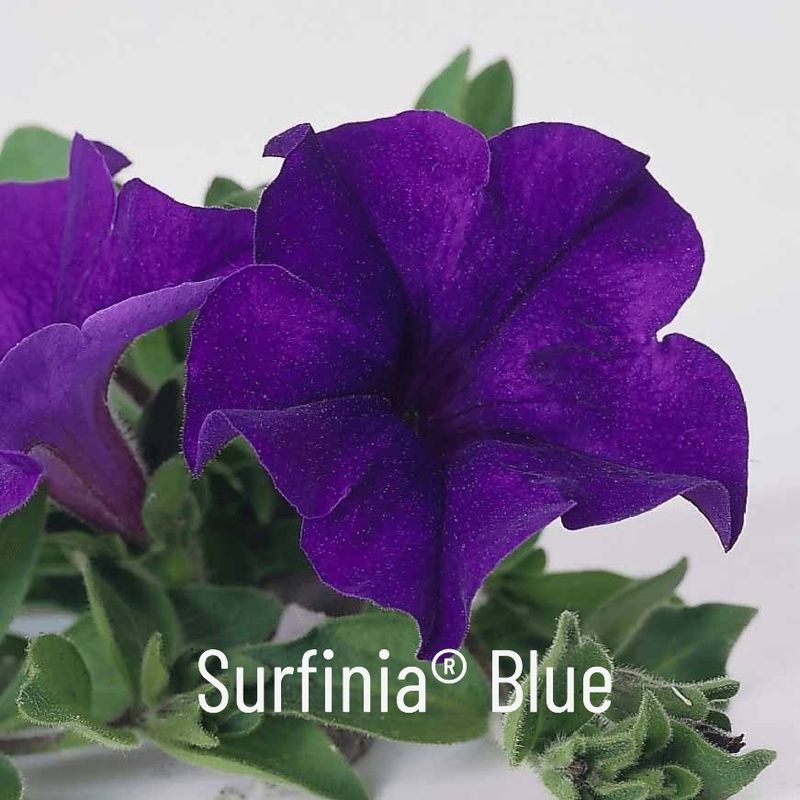 Superpetunia 