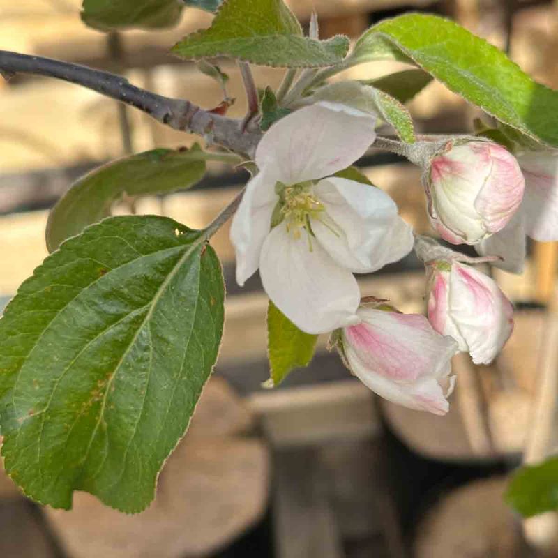 Epletre  'Huvitus' 