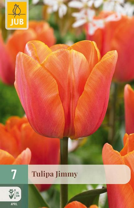 Hovedbilde Tulipanløk, Triumph- 'Jimmy' 7pk