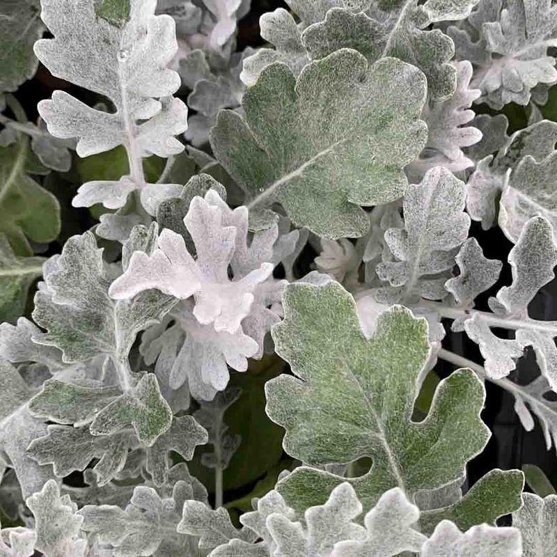 Sølvkrans 'Silverdust'