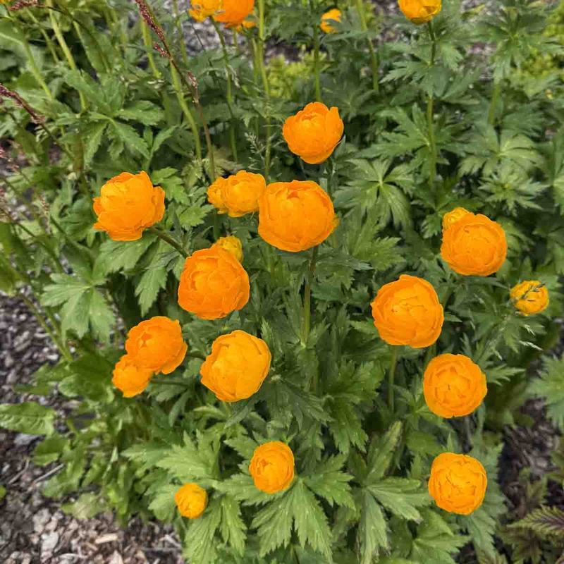 Ballblom, Asia- Oransje