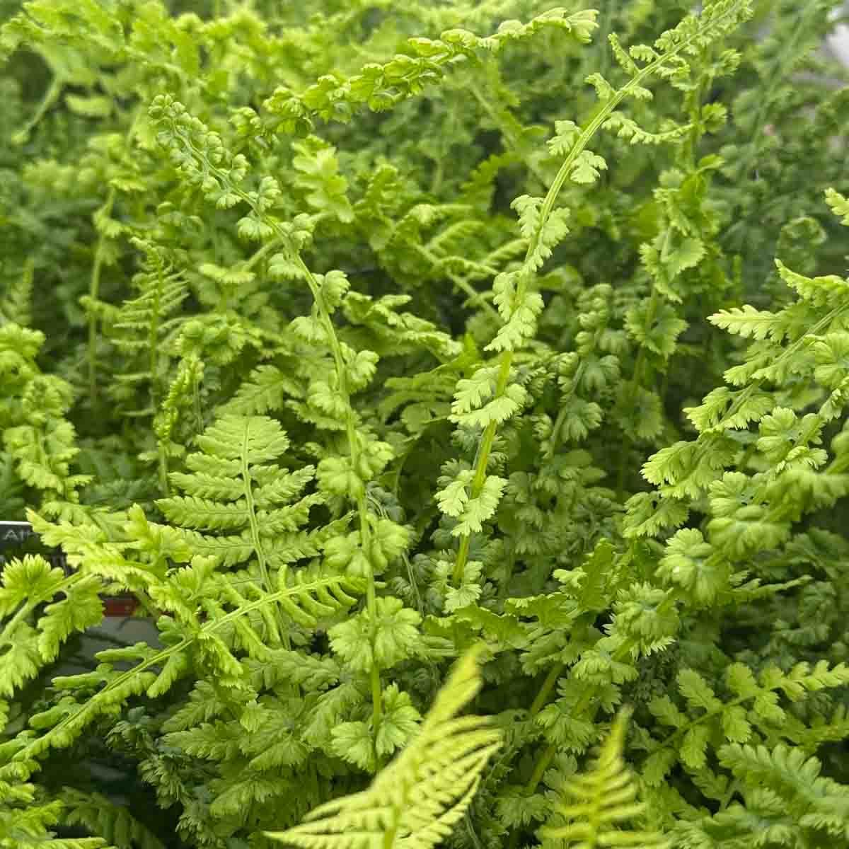 Skogburkne 'Frizelliae'