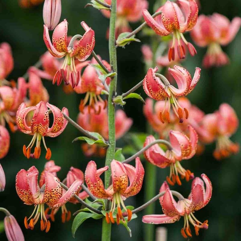 Lilje, Martagon 'Manitoba Morning'