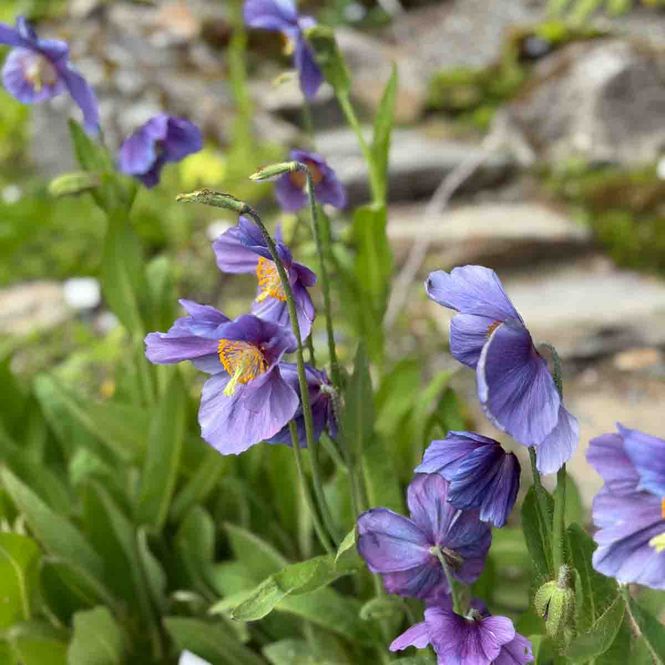 Hovedbilde Valmuesøster, lilla 'Burgundy'