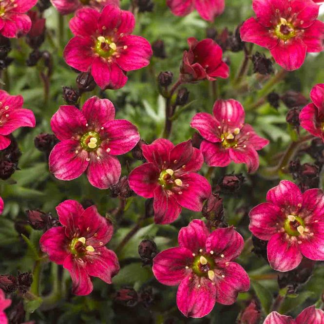 Hovedbilde Hagesildre 'Alpino Deep Rose'