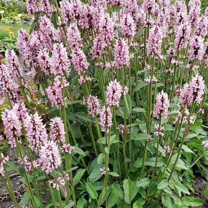 Hovedbilde Svinerot 'Pinky'