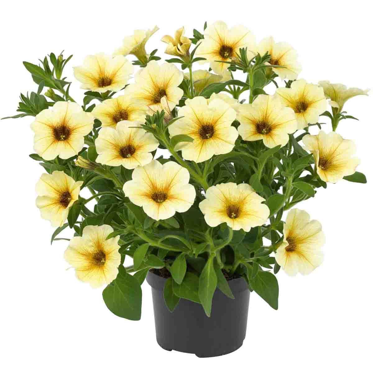 Superpetunia 