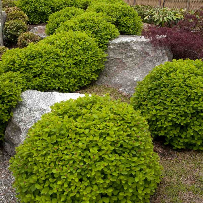 Bjørkebladspirea 'Umeå'