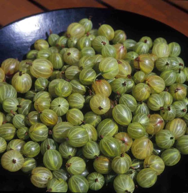 Hovedbilde Stikkelsbær 'Invicta'