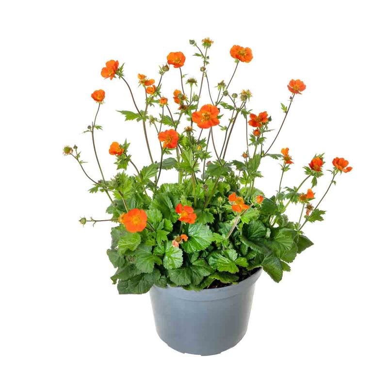 Humleblom, Prakt- 'Koi'