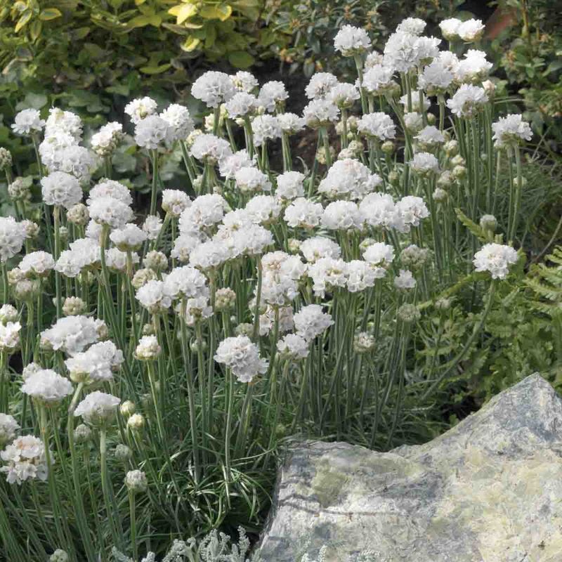 Nellik, Strand- 'Select White'