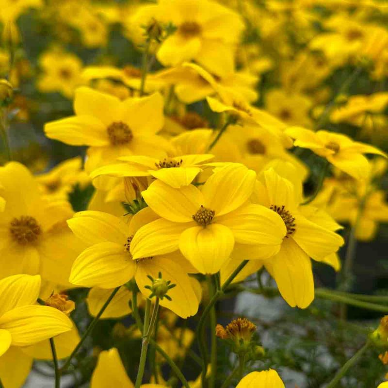 Bidens