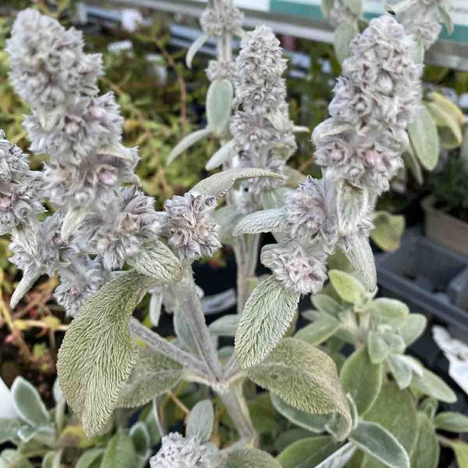 Hovedbilde Lammeøre 'Silver Carpet'
