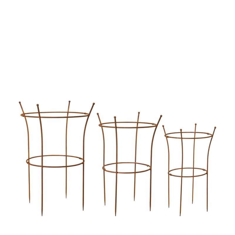 Ethel plantestøtte, rust