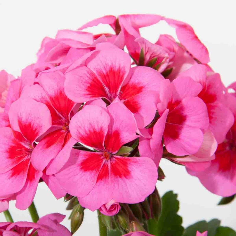 Pelargonium, hage- 