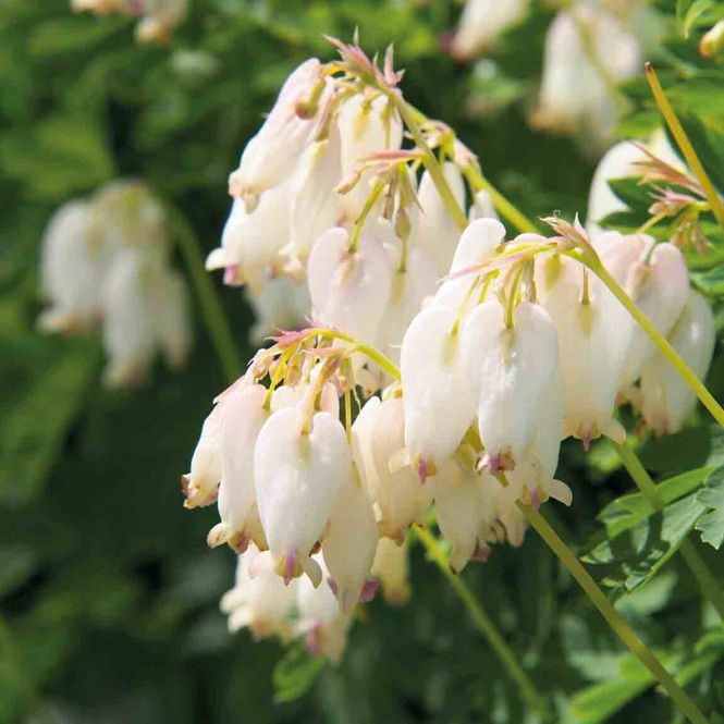 Hovedbilde Småhjerte 'Aurora'