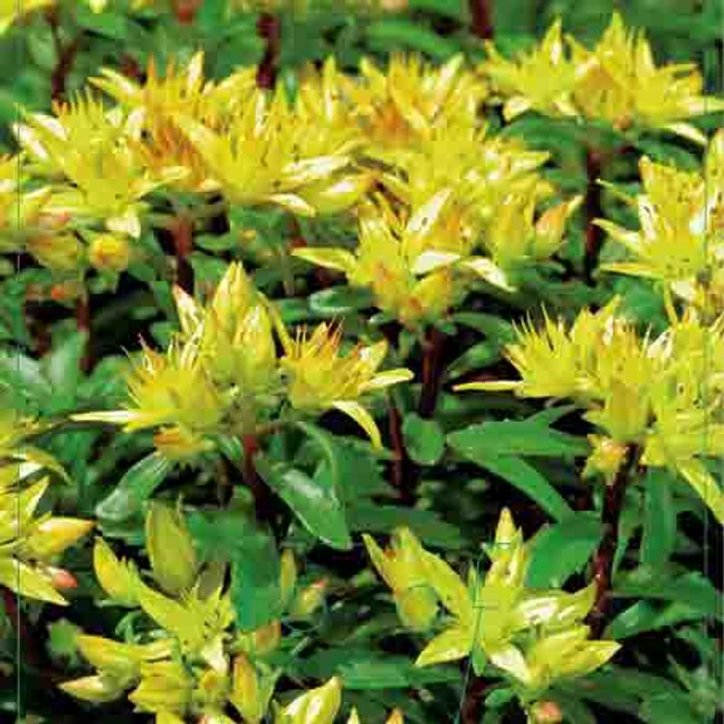 Bergknapp, Blomster-  'Weihenstephaner Gold'