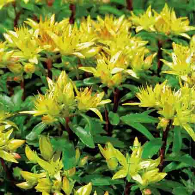 Hovedbilde Bergknapp, Blomster-  'Weihenstephaner Gold'