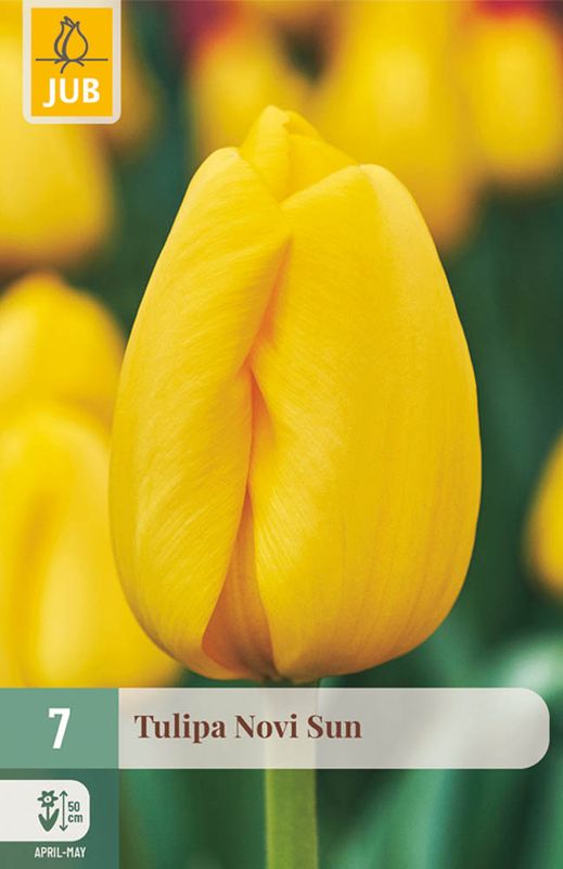 Tulipanløk, Darwin Hybrid- 'Novi Sun' 7pk
