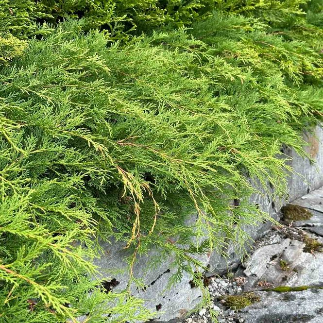 Hovedbilde Småbiota 'Sibirteppe'