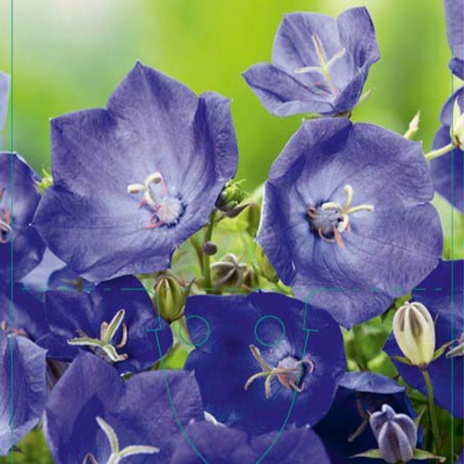 Hovedbilde Klokke, Karpat-  'Blaue Clips'