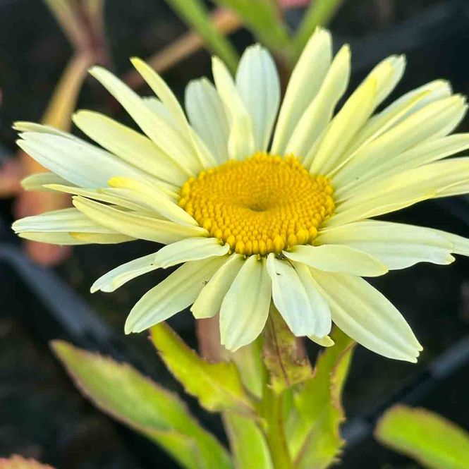 Hovedbilde Storkrage 'Broadway Lights Cream'