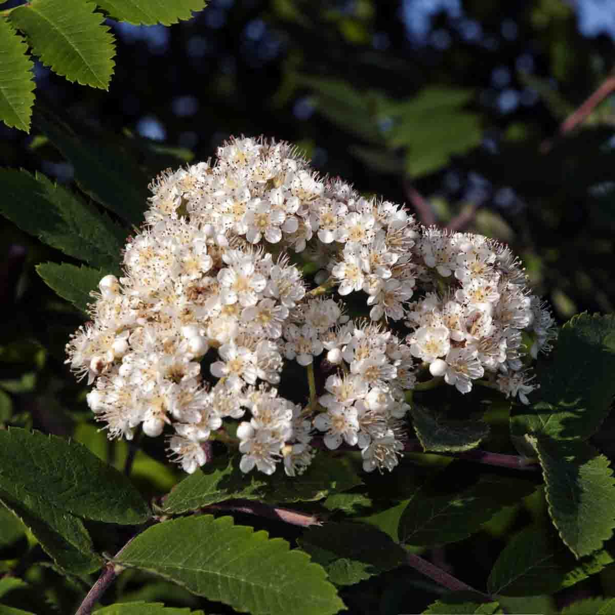 Søylerogn 'Fastigata'