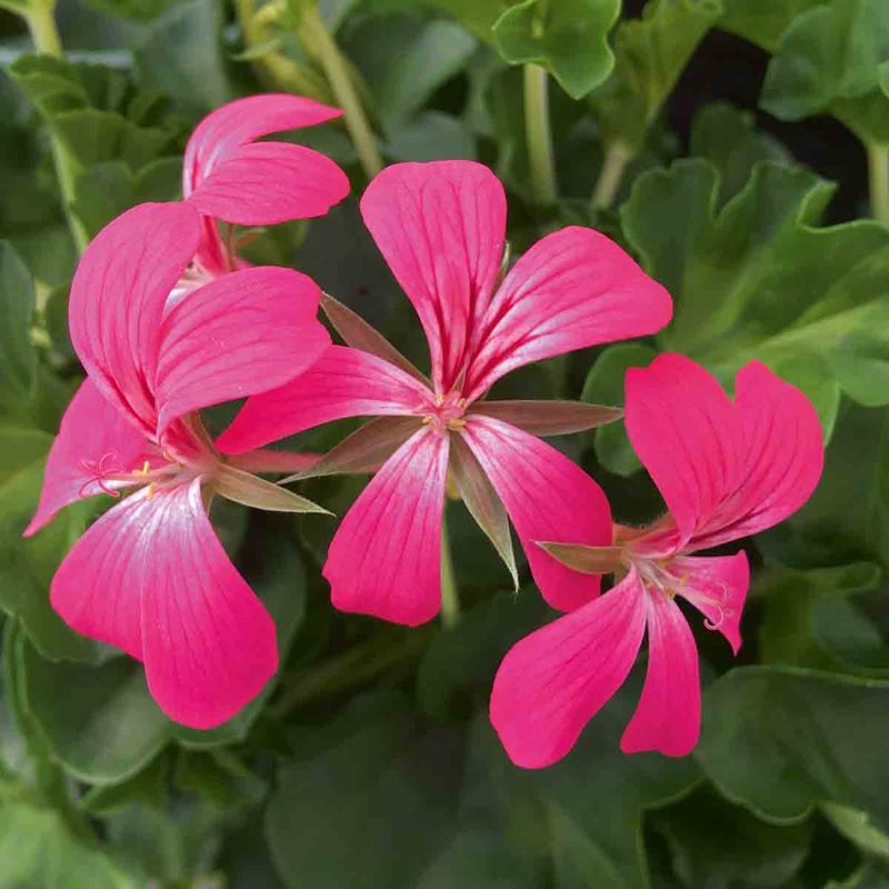 Pelargonium Slyng/henge