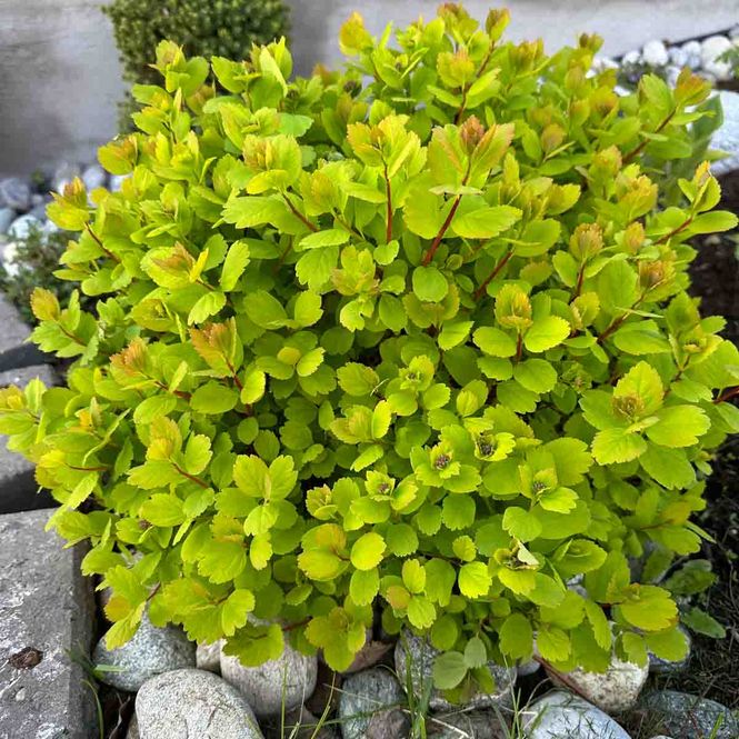 Hovedbilde Bjørkebladspirea 'Tor Gold'