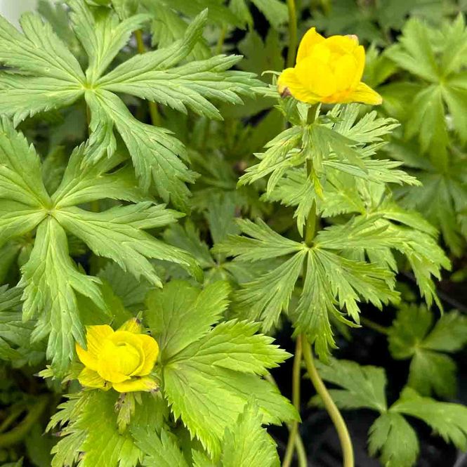 Hovedbilde Ballblom, Hage- gul