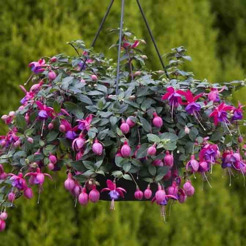 Fuchsia, Henge-