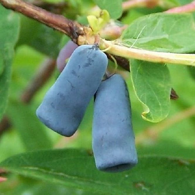 Hovedbilde Honningbær 'Blue Velvet'