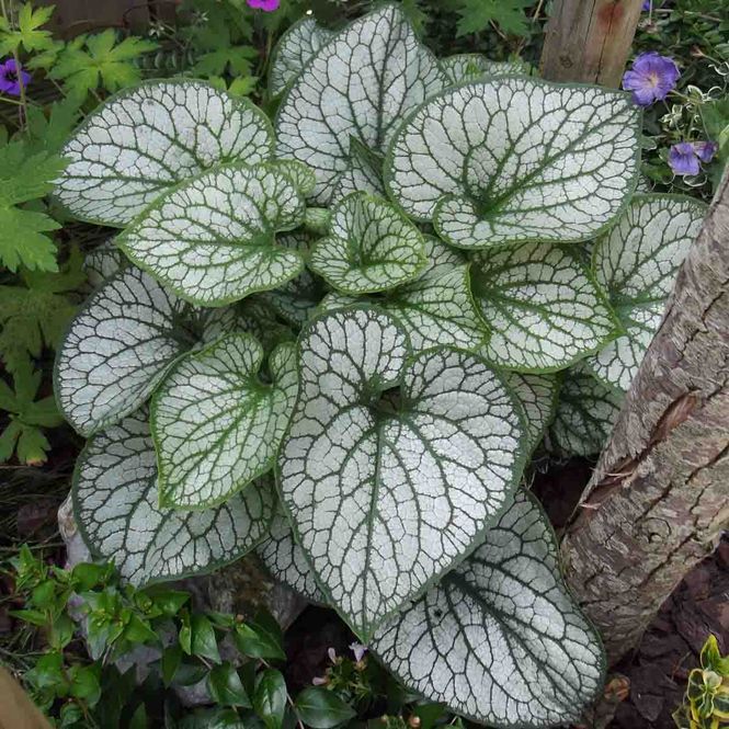 Hovedbilde Forglemmegeisøster 'Jack Frost'