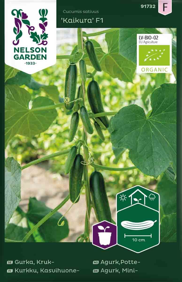 Agurk, Potte- 'Kaikura' F1 økologisk