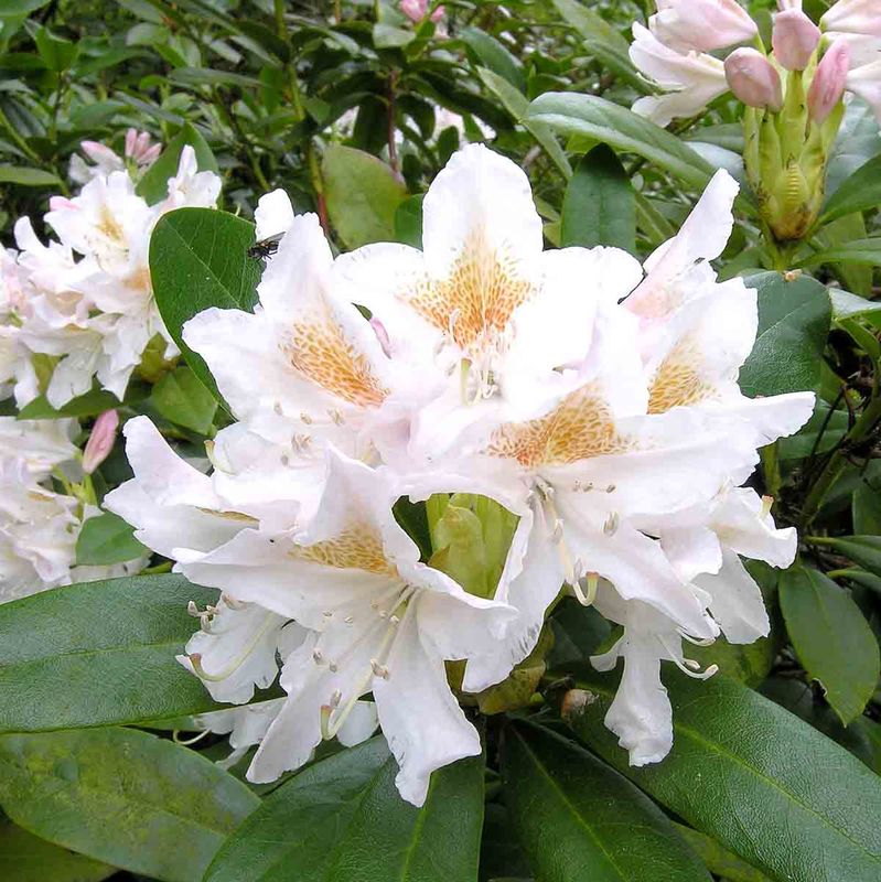 Rhododendron 'Cunninghams White'