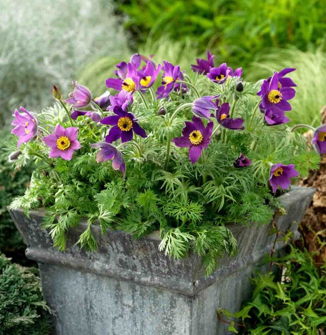 Hovedbilde Kubjelle, stor 'Pinwheel Blue Violet'