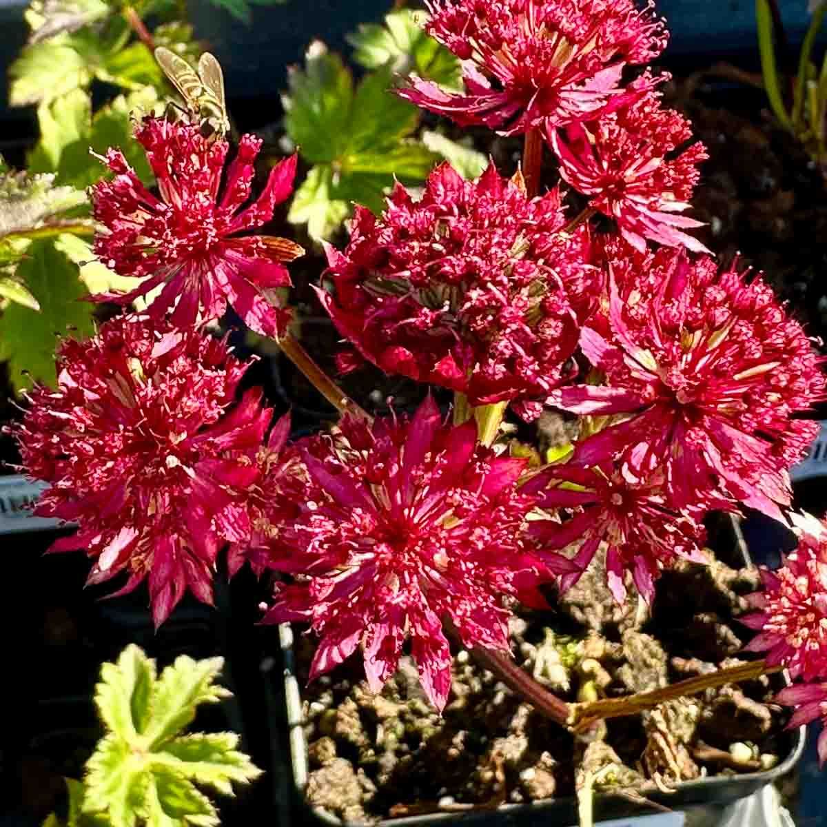 Stjerneskjerm, stor- 'Rubra'