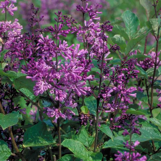 Hovedbilde Syrin, ungarsk 'Oden'