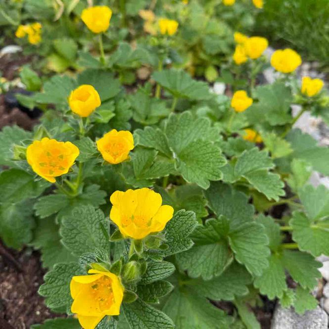 Hovedbilde Mure, Prakt- 