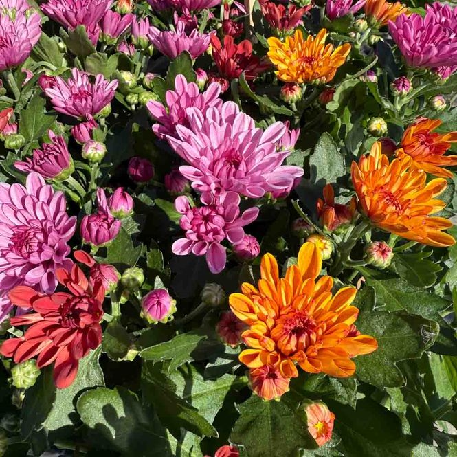 Hovedbilde Krysantemum, fargemix