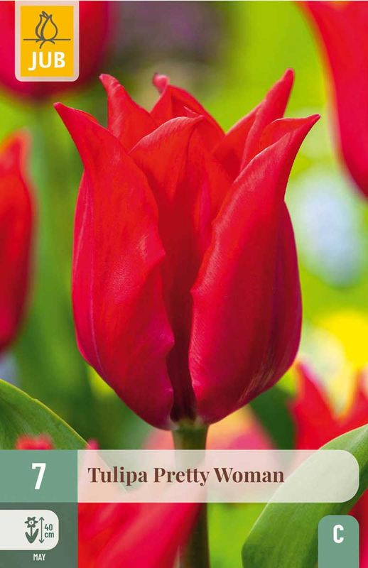 Tulipanløk, Lilje-  'Pretty woman' 7 pk