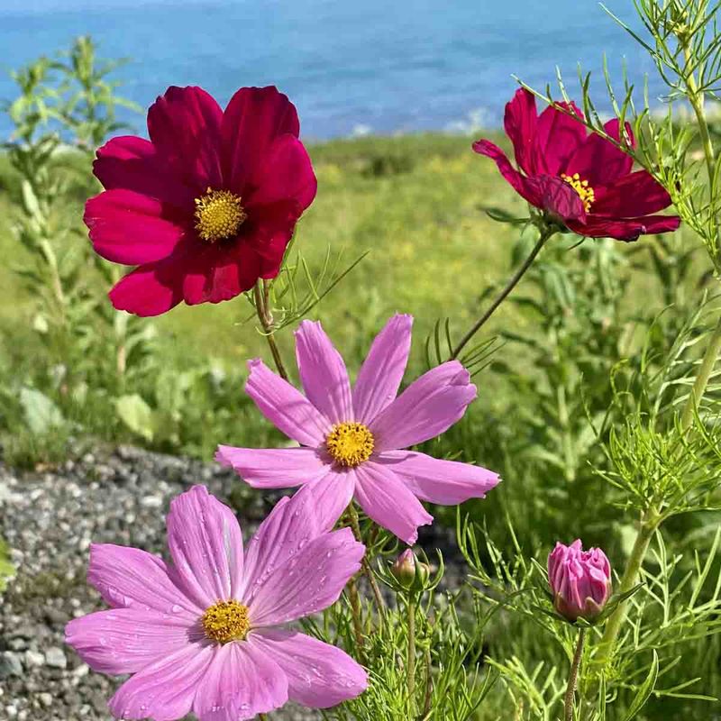 Cosmos